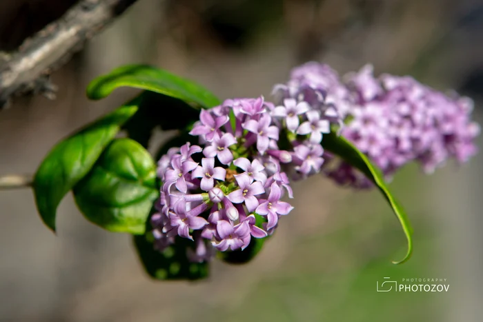 Lilacs bloomed in September in St. Petersburg - My, Lilac, Weather, Anomaly, Autumn, Incredible, Longpost, Bloom