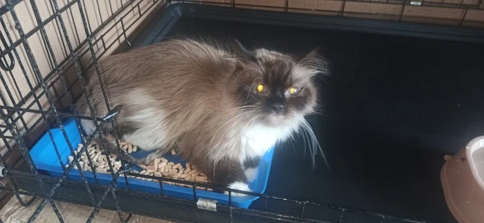 Bella continues to fight for her life - My, Animal Rescue, Homeless animals, cat, Shelter, Overexposure, No rating, Animal shelter, Volunteering, Charity, Telegram (link), Cat lovers, Fluffy, Kindness, Care