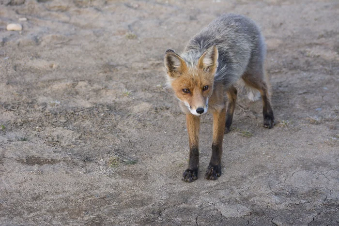 Our neighbors. Foxes - My, Barguzin Nature Reserve, Fox, Baikal, Reserves and sanctuaries, Longpost