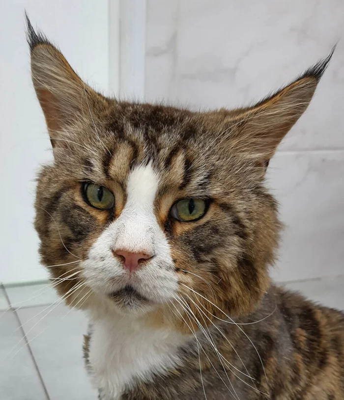 8 KILO OF CARE AND PURRS LOOKING FOR A HOME! - My, Kindness, cat, Moscow, Society, House, Pets, Family, Women, Breed, Cat lovers, Charity, Longpost, In good hands