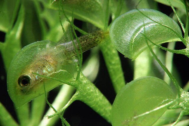 The most predatory plant - My, Plants, wildlife, Nature, Seaweed, Carnivorous, Longpost, Carnivorous plants