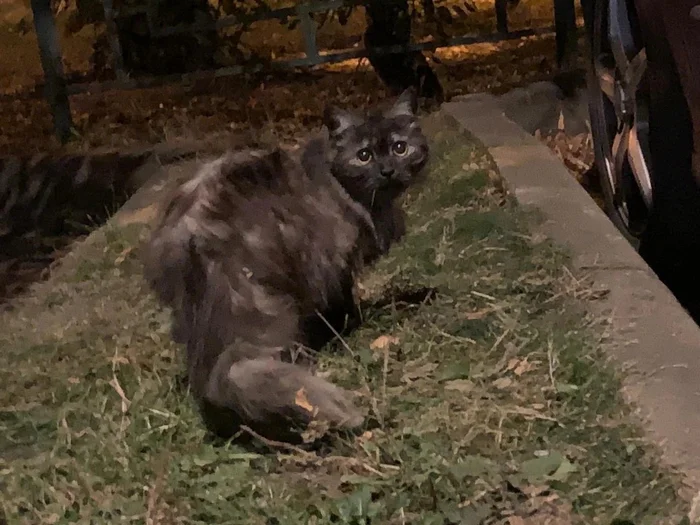 Cat sleeps under cars all summer after being thrown out on the street - In good hands, Moscow region, cat, Help, Kindness, Animal Rescue, Volunteering, Homeless animals, Pets, Moscow, Cat lovers, Longpost