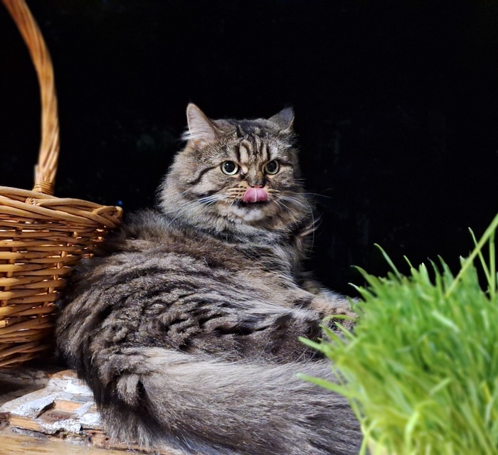 ������ ���