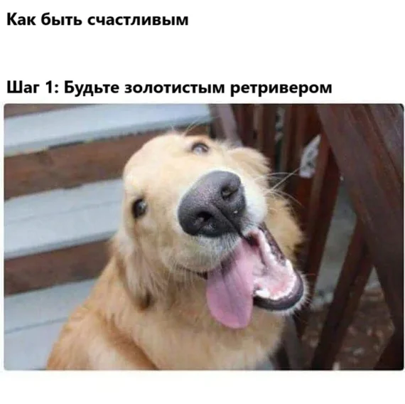 It's simple - Humor, Picture with text, Golden retriever, Happiness, Dog, Telegram (link)