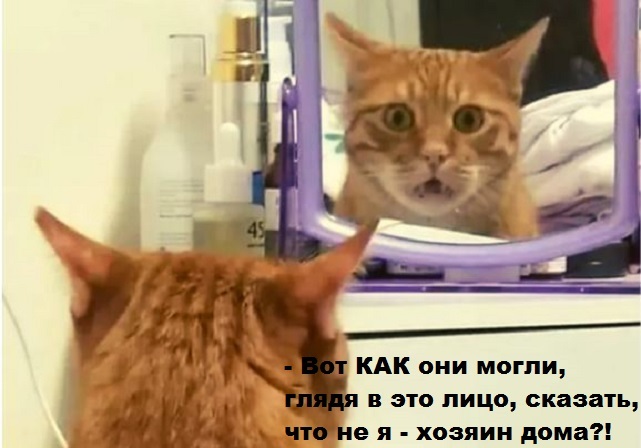 Котика обидели! :(:(( - Картинки, Юмор, Кот, Картинка с текстом