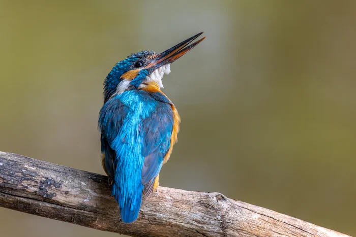 Pictures from photo hunting 89. Common Kingfisher, part 2 - My, Ornithology League, Photo hunting, The photo, Ornithology, Kingfisher, Longpost