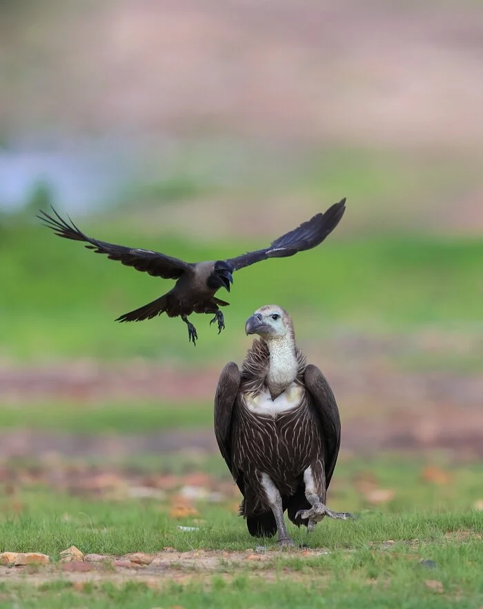 Bengal Vulture Pursued by a Glossy Crow - Endangered species, Vulture, Crow, Birds, Wild animals, wildlife, India, The photo