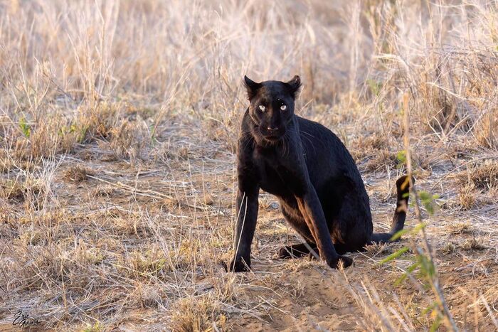 Princess of Darkness - Leopard, Big cats, Cat family, Predatory animals, Black Panther, Wild animals, wildlife, Reserves and sanctuaries, Africa, The photo