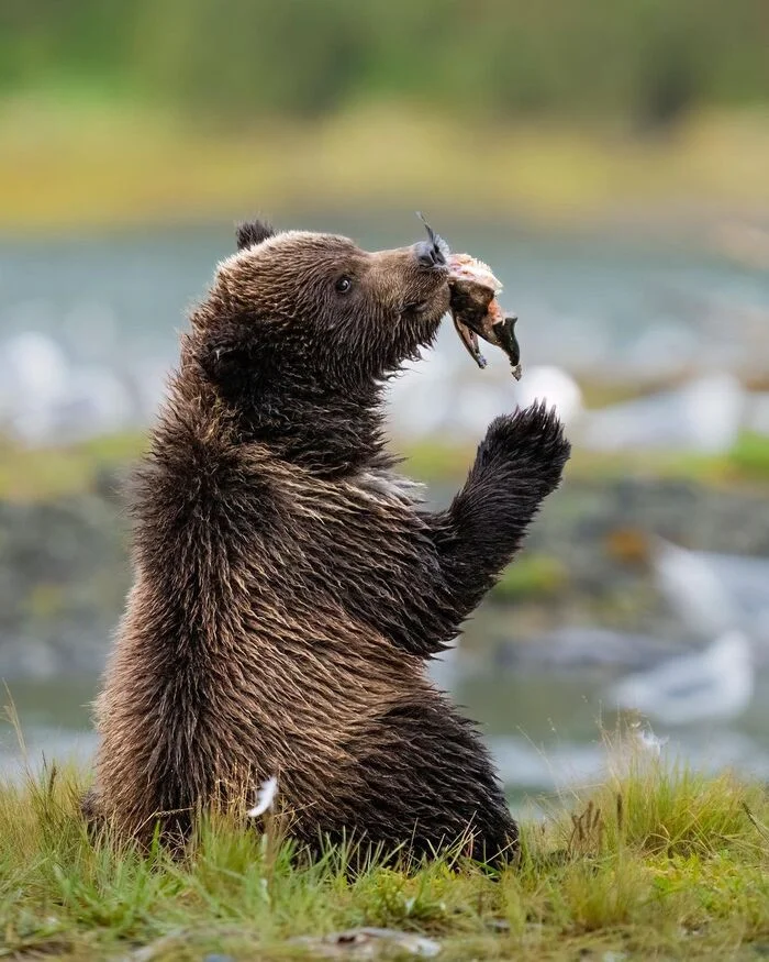 Tasty fish - The Bears, Grizzly, Predatory animals, Wild animals, wildlife, North America, The photo