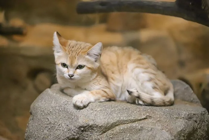 Stone bed - Sand cat, Small cats, Cat family, Predatory animals, Wild animals, Zoo, The photo