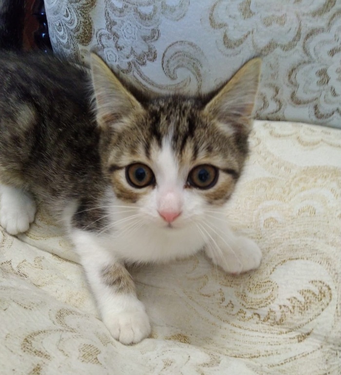 Котик. Очень-очень ласковый и нежный малыш.