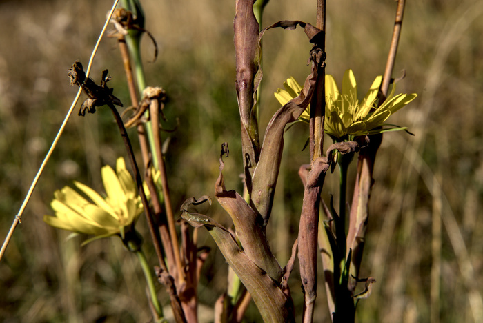 Богатый разнотравный растительный покров ООПТ "Крылатские Холмы"
