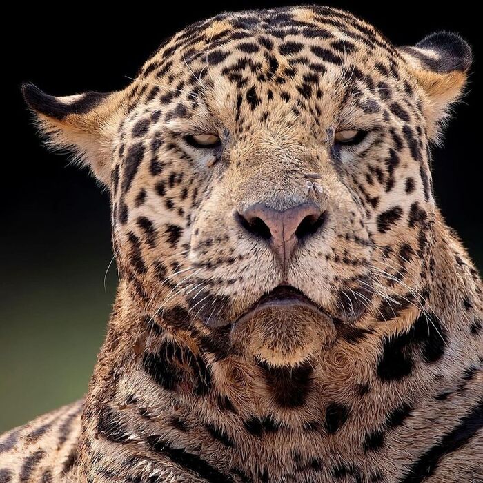 Severe - Jaguar, Big cats, Cat family, Predatory animals, Wild animals, wildlife, South America, The photo