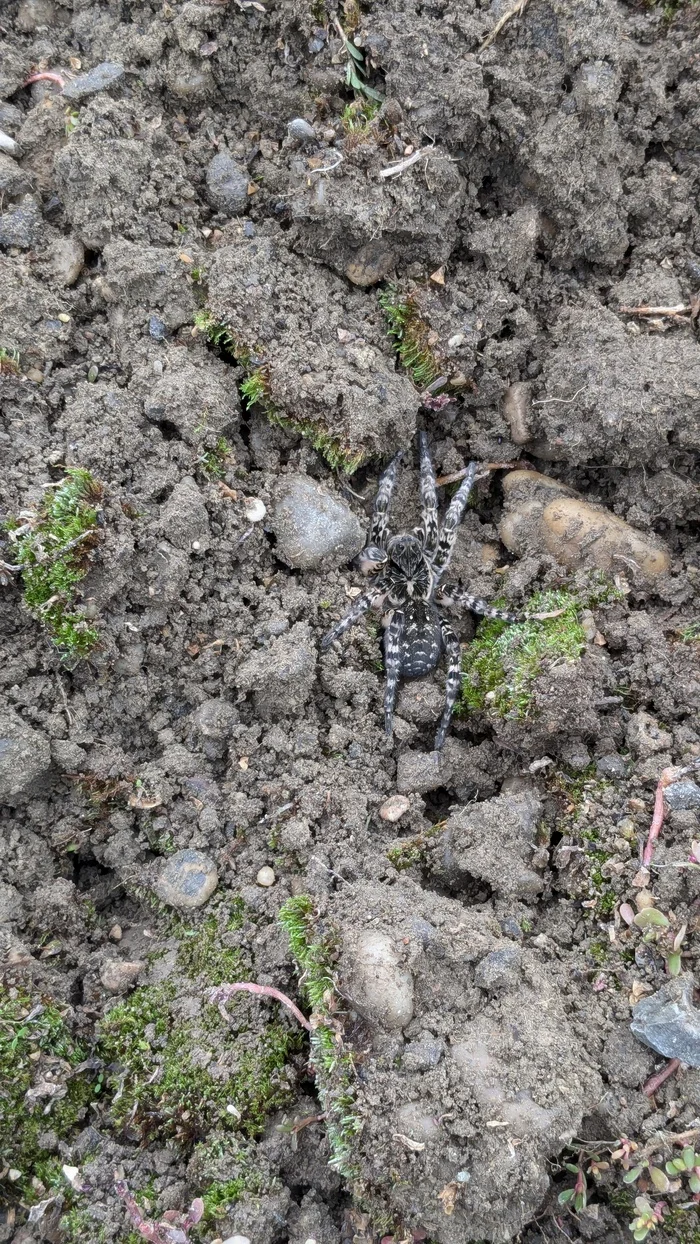 Help identify who this is - My, Biology, Spider, Longpost