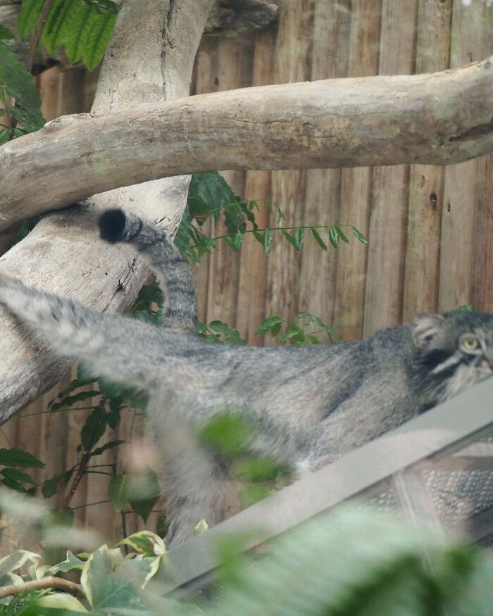 - И носочек, носочек тяни!