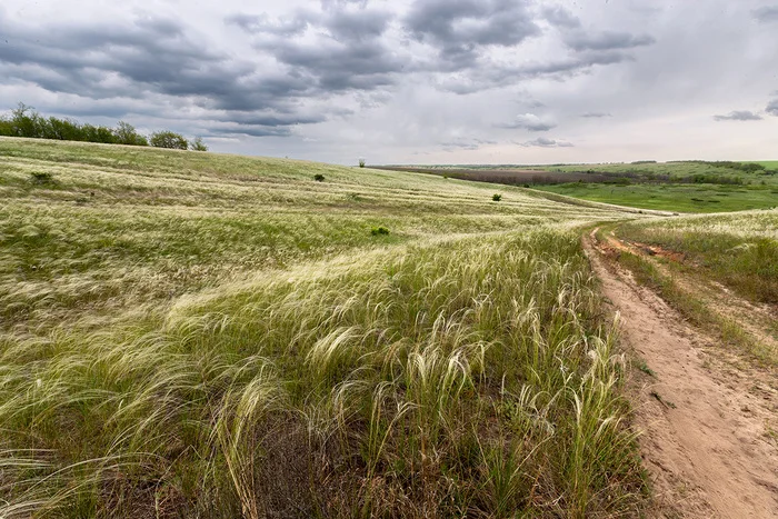 On the sandy hills - My, Feather grass, Steppe, Rostov region, Landscape, The photo