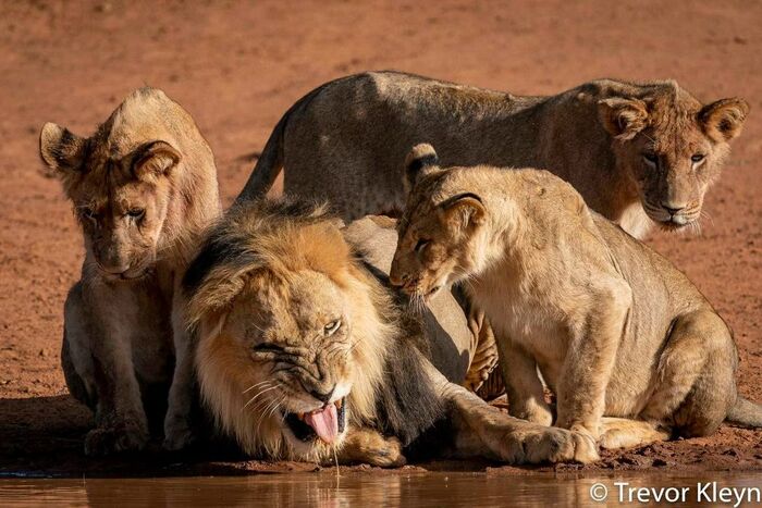 The morning after the party - Pride, a lion, Big cats, Cat family, Predatory animals, Wild animals, wildlife, Reserves and sanctuaries, South Africa, The photo, Waterhole