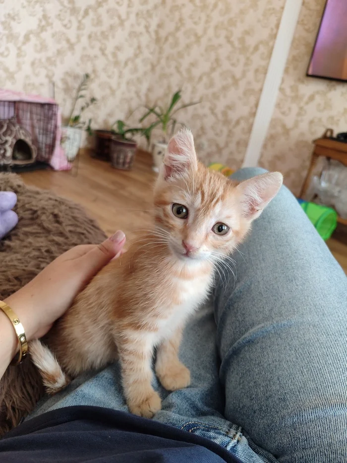 Kitten looking for a homeKrasnodar - No rating, Krasnodar, Kittens, Longpost, cat, In good hands