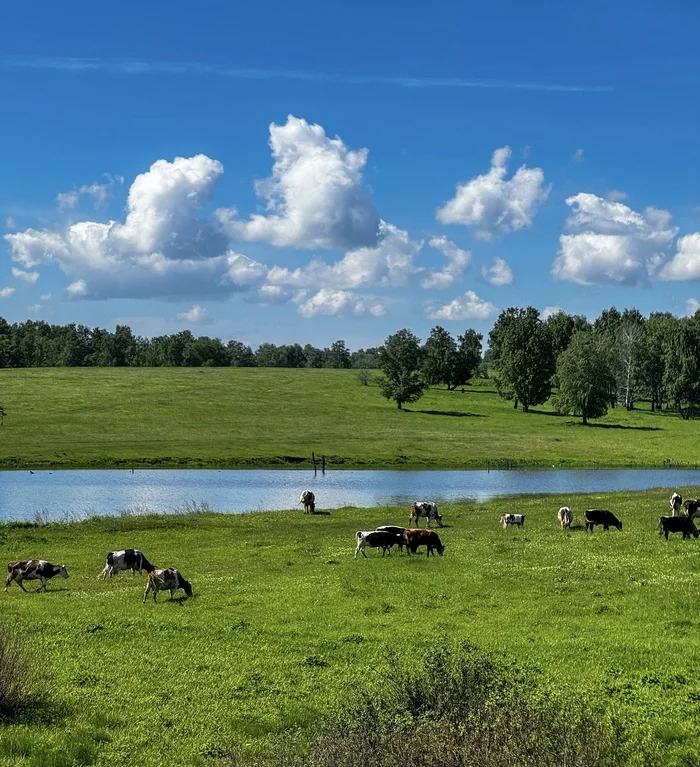 Кузбасские луга - Моё, Кемеровская область - Кузбасс, Корова, Луг, Озеро, Фотография, Природа