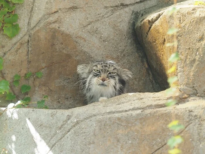 This morning's sponsor - Wild animals, Zoo, Predatory animals, Cat family, Pallas' cat, Small cats