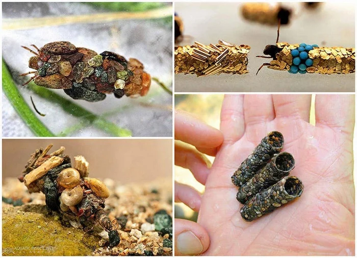 Caddisfly: The Moving Castle of a Brilliant Larva. These Insects Are a True Miracle of Our Ponds and Rivers - Caddis fly, Insects, Animals, Wild animals, Yandex Zen, Yandex Zen (link), Longpost