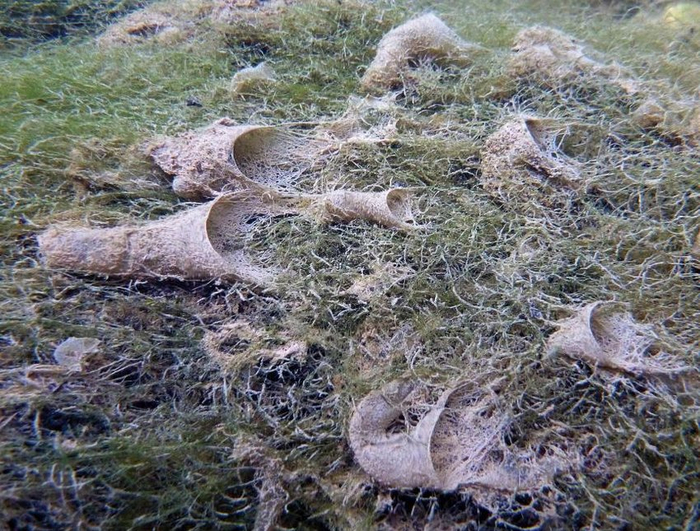 Воронкообразные сооружения и есть те самые сети. Они похожи на сачок, внутри которого прячется личинка.