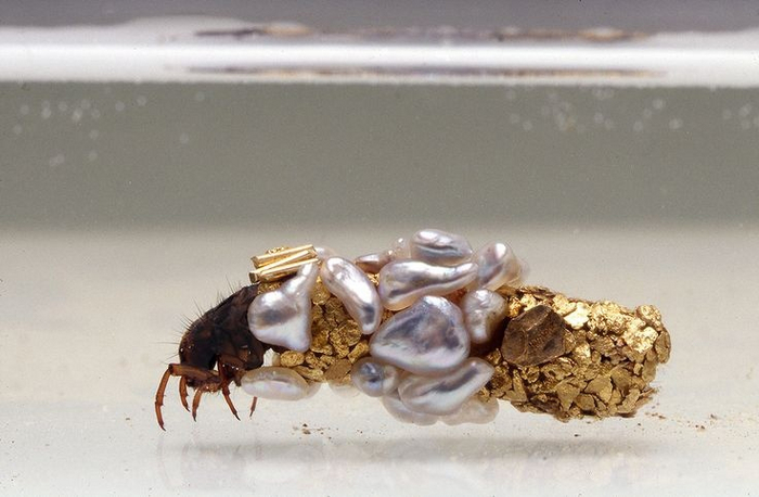 Талантами ручейника воспользовался модельер из Франции. Вместо камней и палочек он положил на дно ёмкости золото, бриллианты и жемчуг. Как итог, личинки создают уникальные украшения ручной работы!