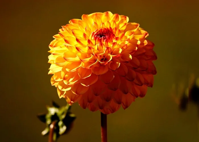 Dahlia in Autumn Colors - My, The photo, Netherlands (Holland), Nature, Flowers