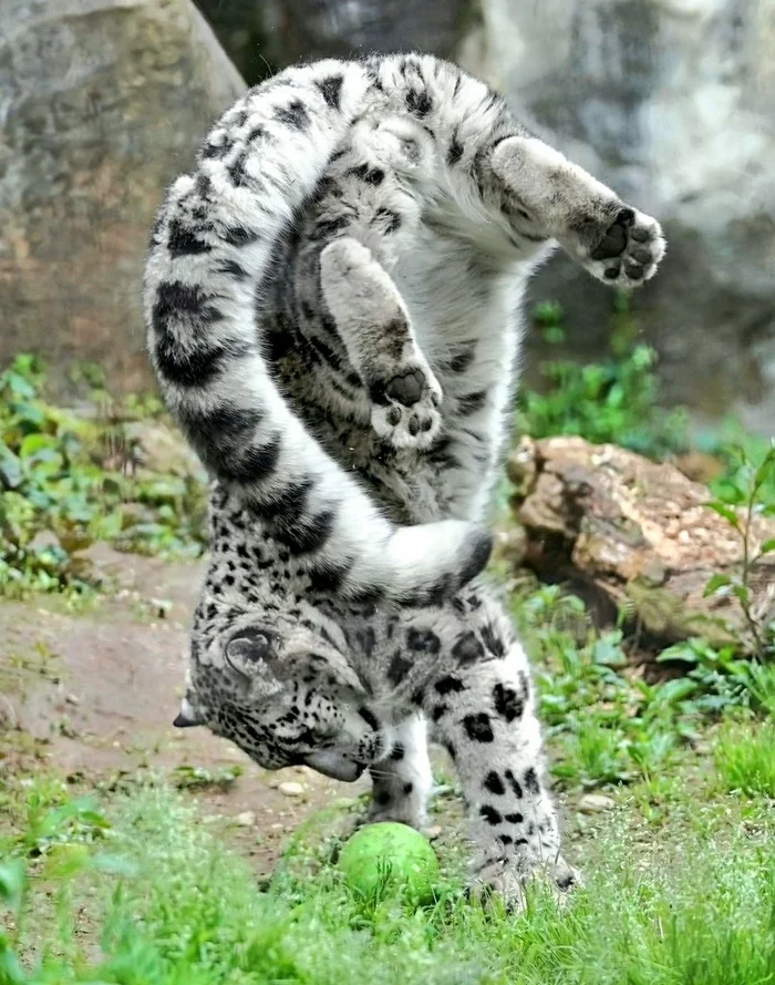 Hop! - Snow Leopard, Wild animals, Predatory animals, Big cats, Cat family, Zoo, Animal games, Paws