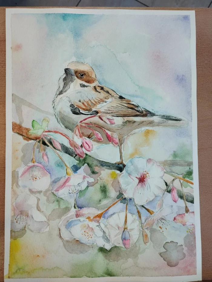 Drawing of a sparrow and cherry blossoms - My, Drawing, Sketch, Watercolor, Sparrow, Flowers, Longpost