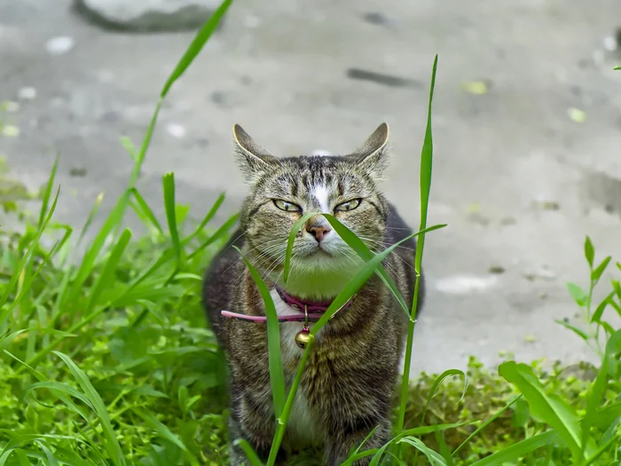 Full face - My, The photo, Street photography, City walk, Canon, cat, Crimea, Evpatoria, Beginning photographer