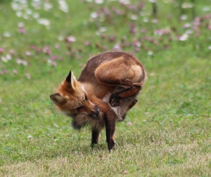 Self-bite - The photo, Fox, Animals, In the animal world, Kus