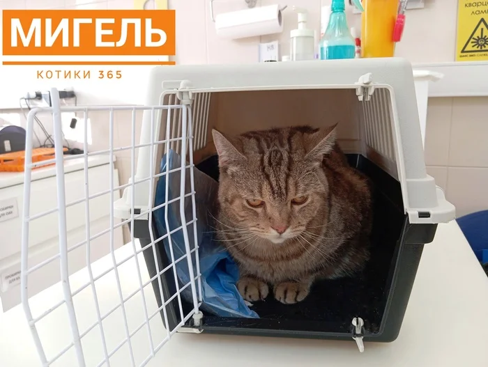 Мигель 15.09.2024 - Кот, Кошатники, Приют, Погладь кота, Бездомные животные