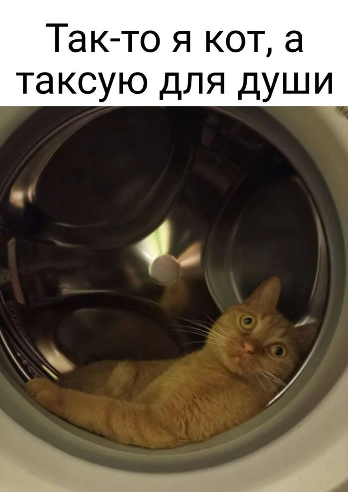 Bee like - Picture with text, Humor, cat, It seemed, Washing machine, Taxi, Telegram (link)