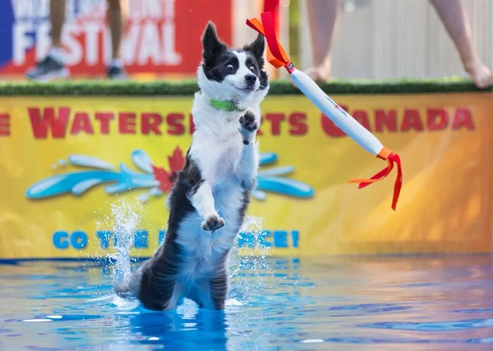 Oh, stick!!! - Dog, Toronto, Competitions