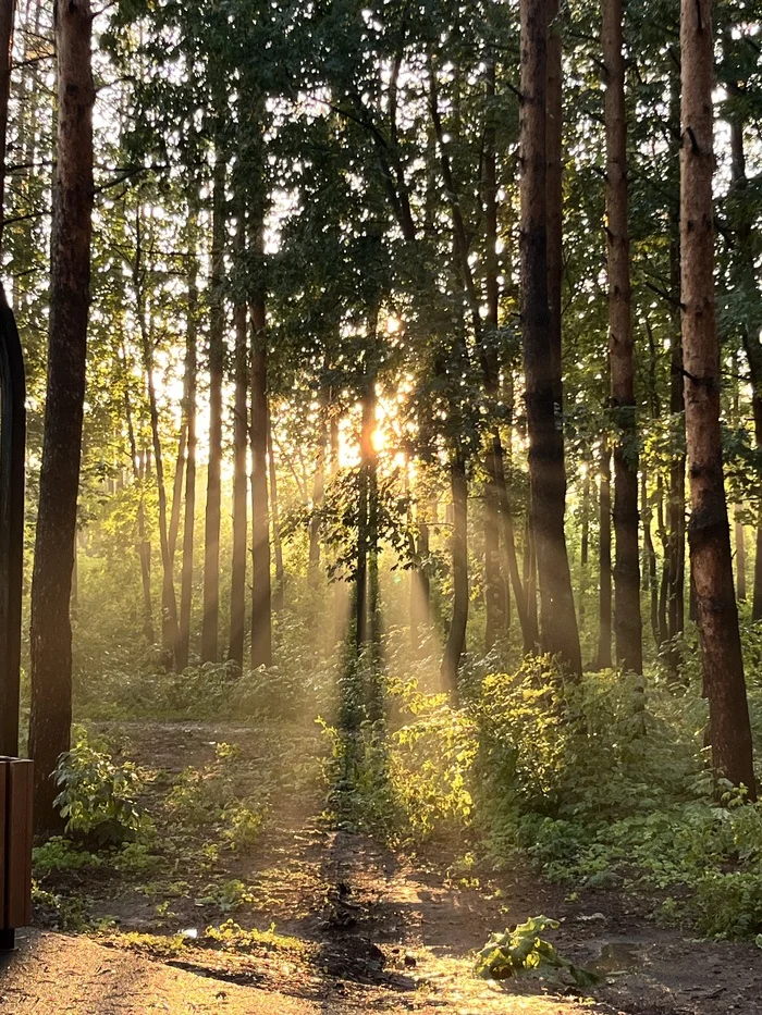 A well-captured shot - My, The photo, The sun, Forest, Light, Beautiful view, Longpost