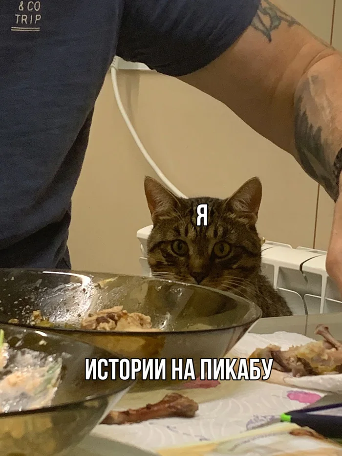 Today VK asked me why I go to the app. The answer was: to read Pikabu - Fluffy, Humor, Pick-up headphones, Fat cats