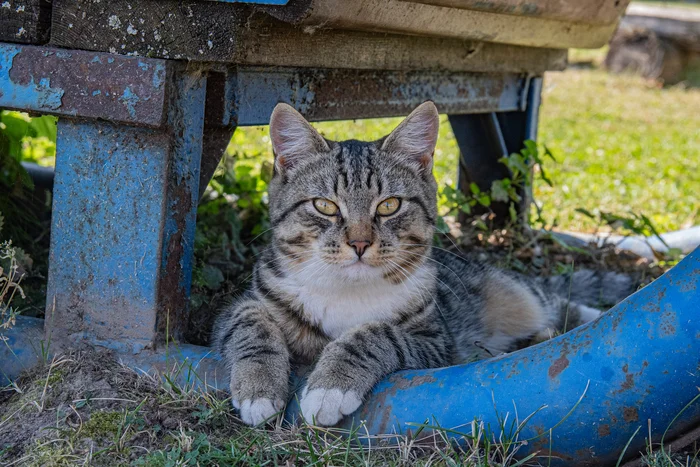 Малой в тени - Моё, Фотография, Nikon, Кот, Домашние животные, Фотоохота, Трехцветная кошка, Погладь кота, Природа России