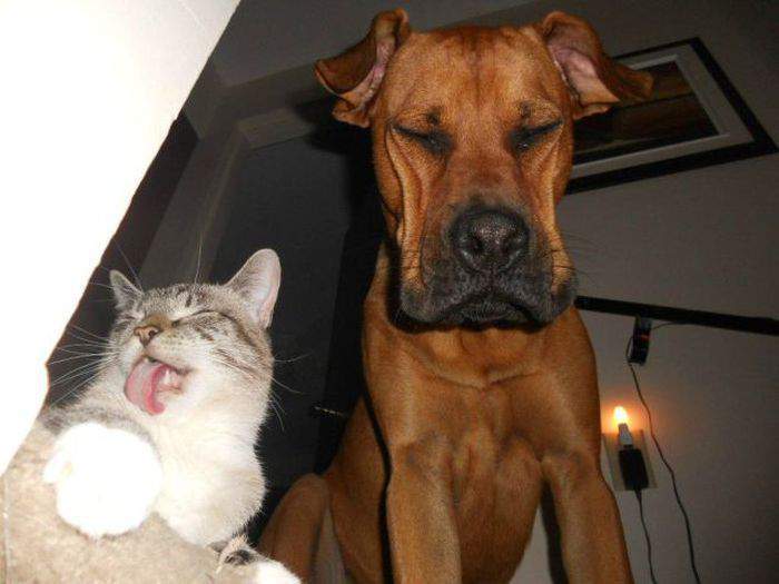 Sharik, smile and comb your hair, can't you see that we're being filmed!!! - Humor, Images, The photo, Dog, cat, Cats and dogs together, Funny animals, Milota, Muzzle, Nose