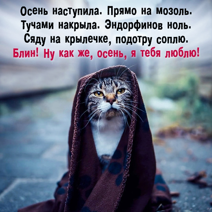 Настроение: Осень... Мемы, Картинка с текстом, Юмор, Осень, Кот