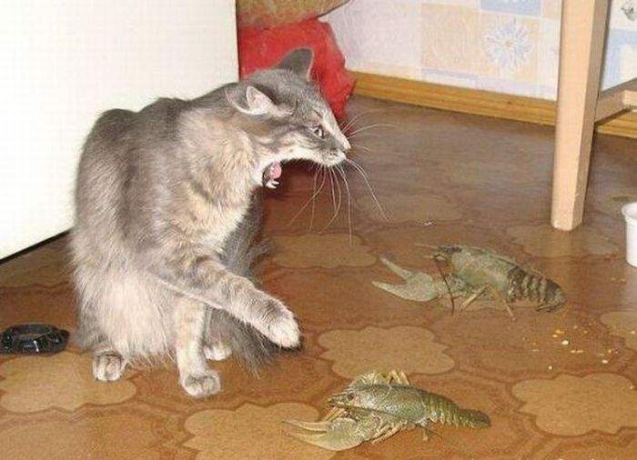 Hoooooozyain!!! What strange mice you have!!!!! - Humor, Images, The photo, cat, Crayfish, Sight, Paws, Milota