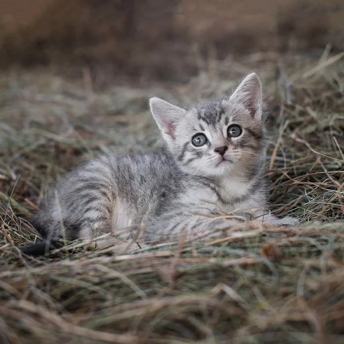 Little baby Chuck is looking for a home! - In good hands, Helping animals, Homeless animals, Shelter, No rating, cat, Longpost