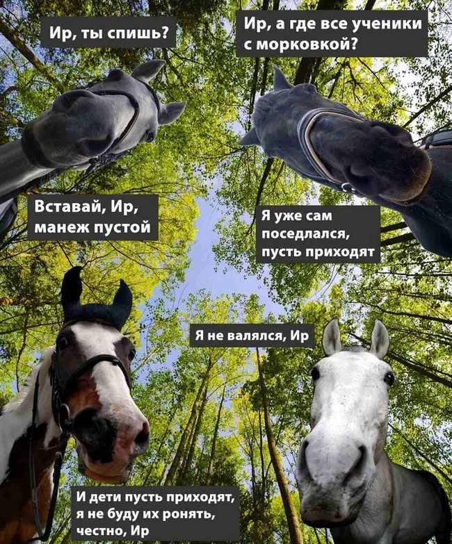 Marusya and the Motherland (detective) part two - My, Situation, Humor, Care, Horses, Fate, Fun, Kindness, Memory, Надежда, Happiness, Pets, Friends, Positive, Joy, Love, Mood, Longpost, Life stories, Picture with text