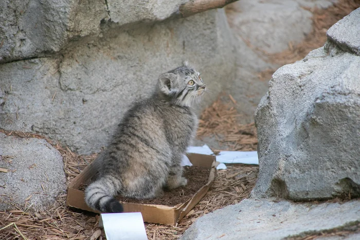 Columbus babies with mom Tiina - Wild animals, Predatory animals, Cat family, Small cats, Pallas' cat, Young, Zoo, The photo, Longpost