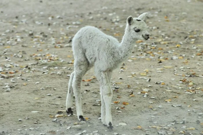 Baby alpaca born at Moscow Zoo - Alpaca, Young, Moscow Zoo, Zoo, Animals, Video, Longpost