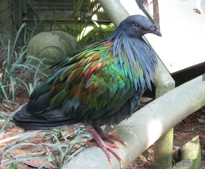 Let's Change Our Minds About Pigeons! Three Unusual Types of Pigeons That Are Mesmerizing in Their Appearance - My, Rare view, Birds, Pigeon, Research Article, Nature, Exotic, Ornithology, Longpost