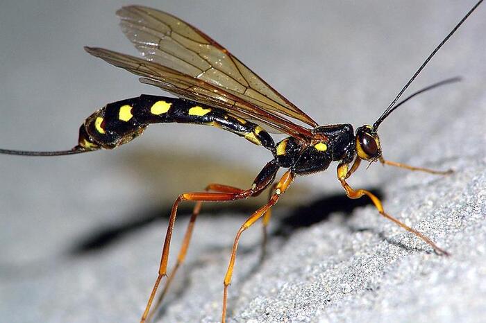 The wasp and the living incubator - My, Nature, wildlife, Wasp, Larva, Parasites, Longpost, Wasp Rider