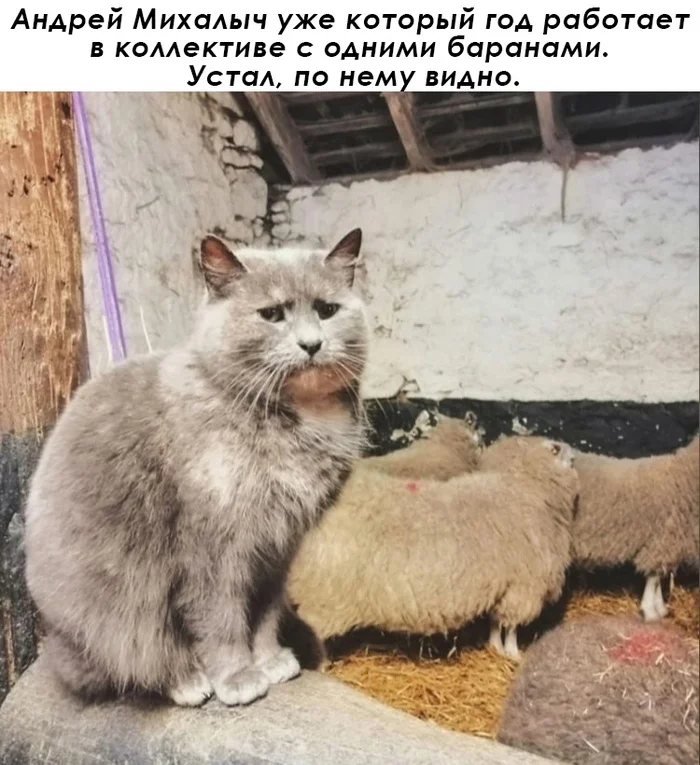 Andrey Mikhalych is tired - Memes, Images, Humor, Picture with text, Work, cat, Rams