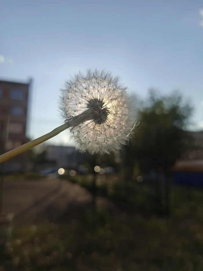 Dandelion - My, Dandelion, The sun, Summer