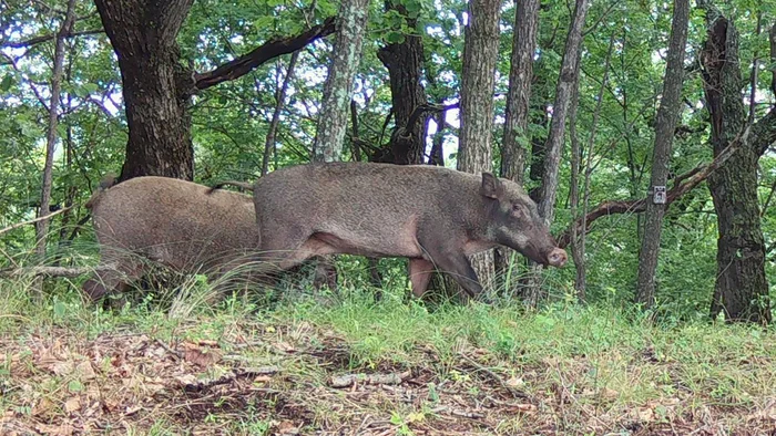 Solid and important - Boar, The photo, Wild animals, wildlife, Young, Development, National park, Land of the Leopard, Primorsky Krai, Ungulates, Artiodactyls, Telegram (link)